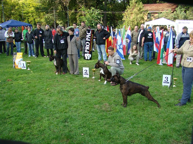 www.boxer-show.eu