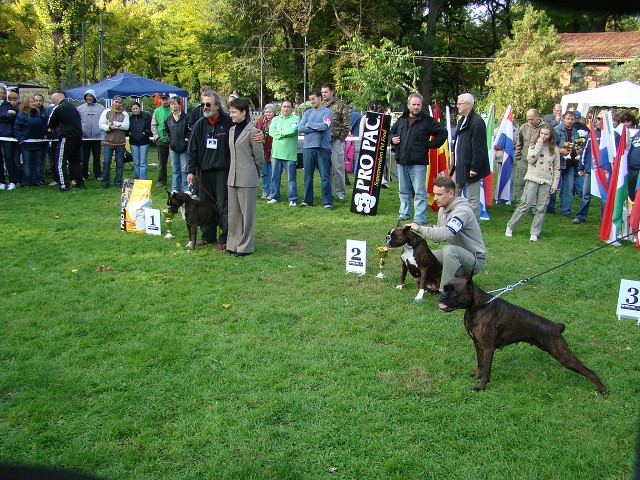 www.boxer-show.eu