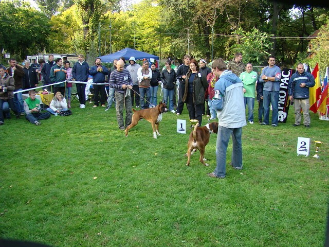 www.boxer-show.eu