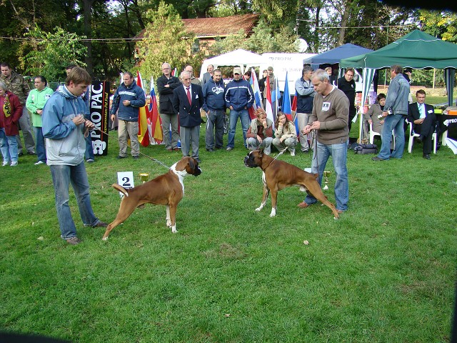 www.boxer-show.eu