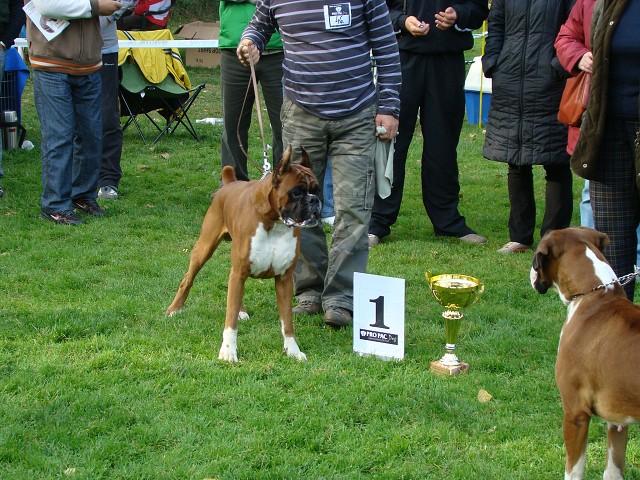 www.boxer-show.eu