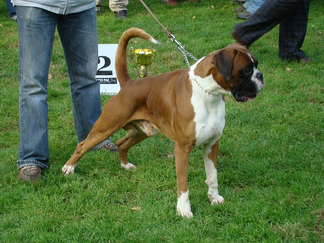 www.boxer-show.eu