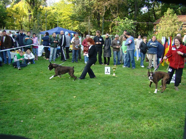 www.boxer-show.eu