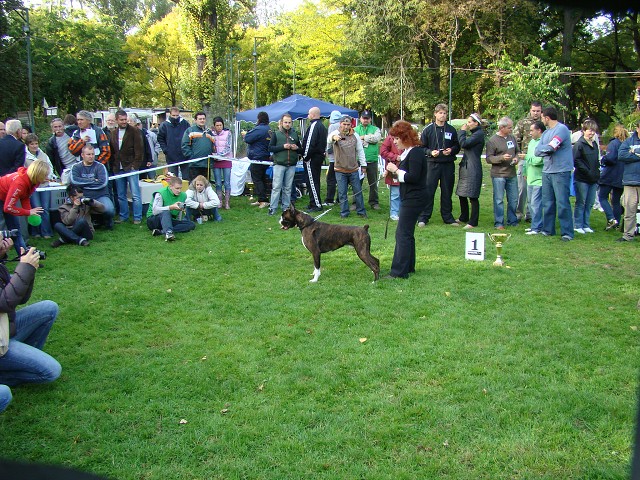 www.boxer-show.eu