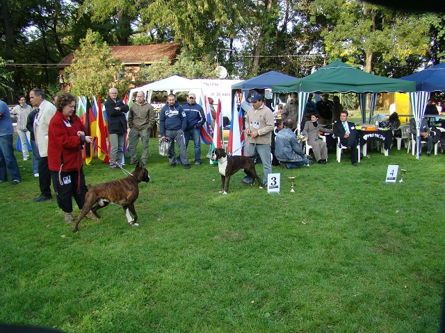 www.boxer-show.eu