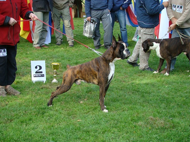www.boxer-show.eu