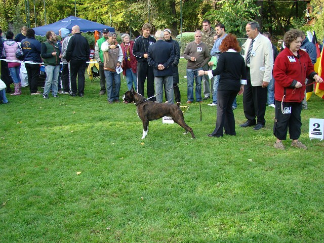 www.boxer-show.eu