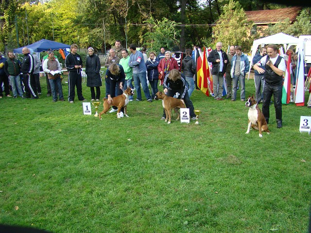 www.boxer-show.eu
