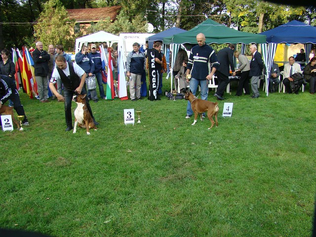 www.boxer-show.eu
