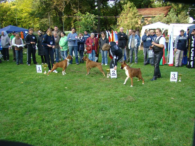 www.boxer-show.eu