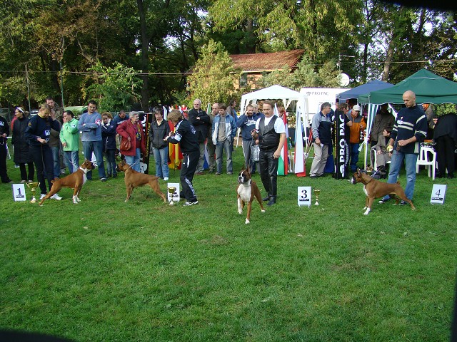 www.boxer-show.eu