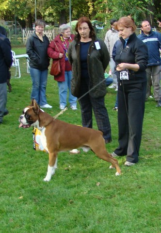 www.boxer-show.eu