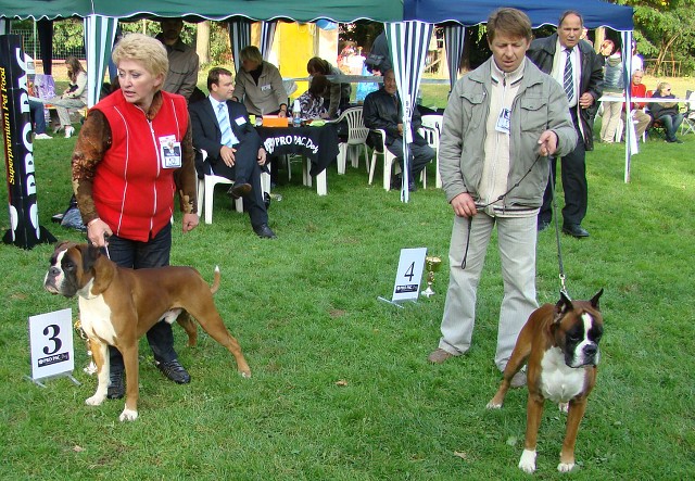 www.boxer-show.eu