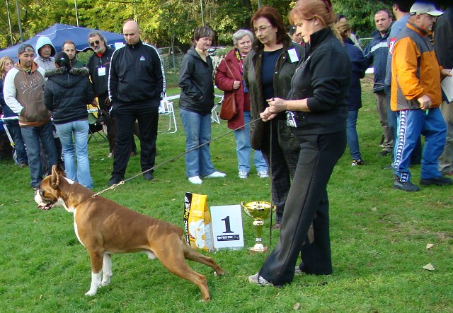 www.boxer-show.eu
