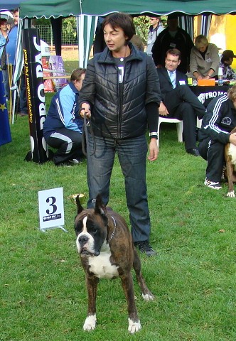 www.boxer-show.eu
