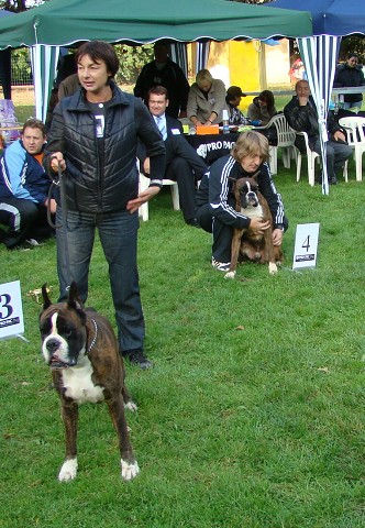 www.boxer-show.eu