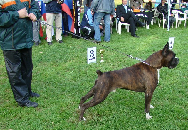 www.boxer-show.eu