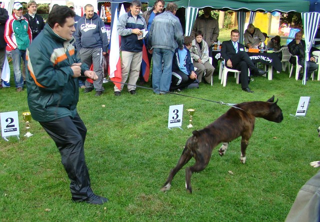 www.boxer-show.eu