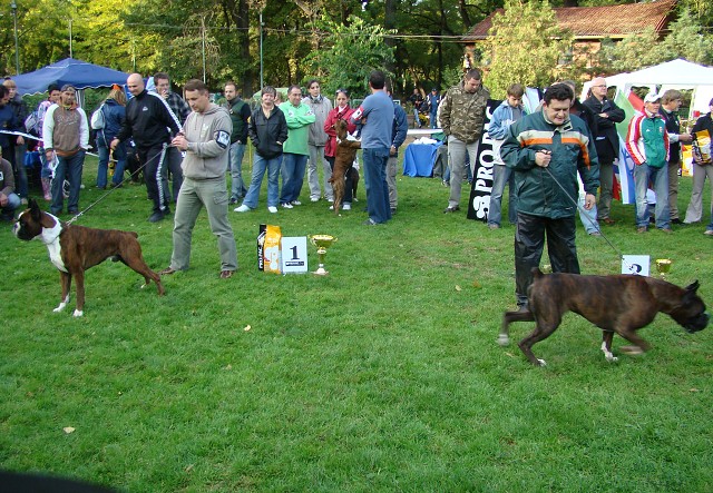 www.boxer-show.eu
