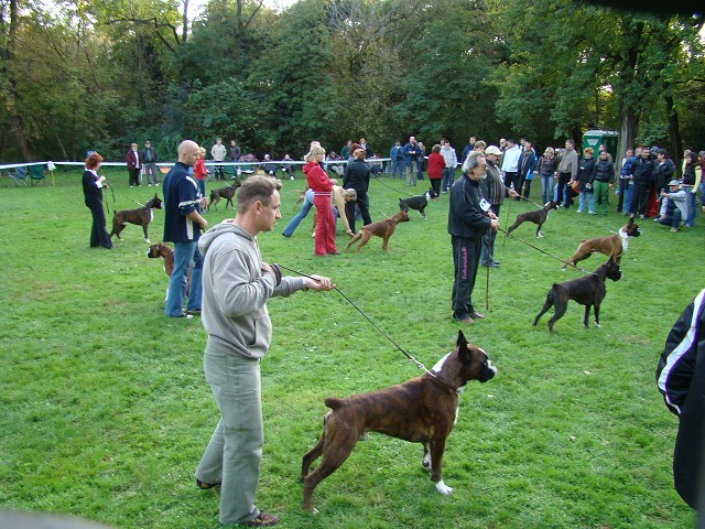 www.boxer-show.eu