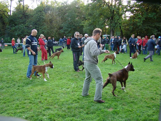 www.boxer-show.eu