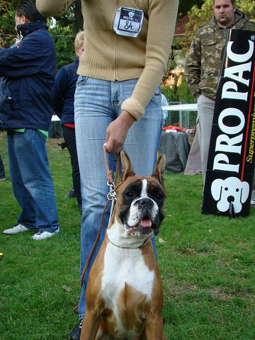 www.boxer-show.eu