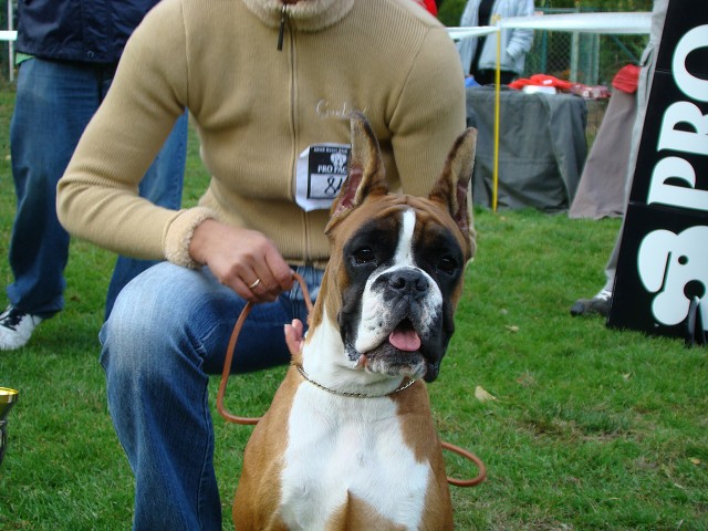 www.boxer-show.eu