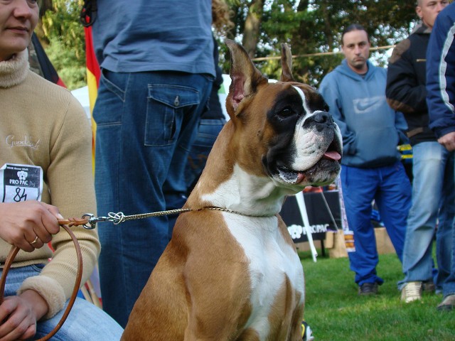 www.boxer-show.eu