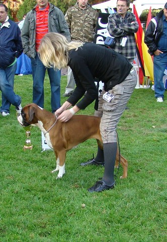 www.boxer-show.eu