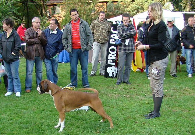 www.boxer-show.eu