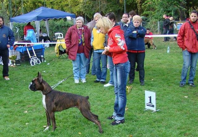 www.boxer-show.eu