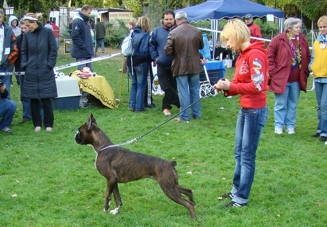 www.boxer-show.eu