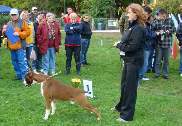 www.boxer-show.eu