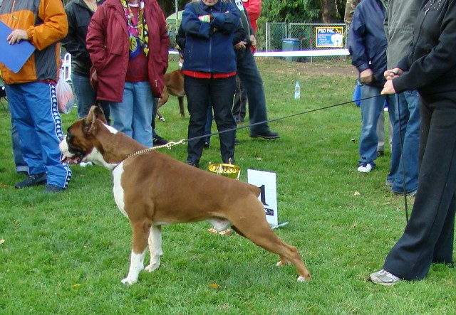 www.boxer-show.eu