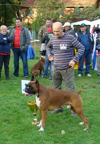 www.boxer-show.eu