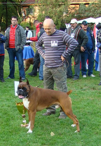 www.boxer-show.eu
