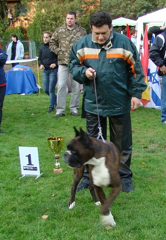 www.boxer-show.eu