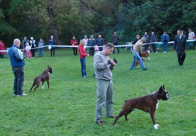 www.boxer-show.eu