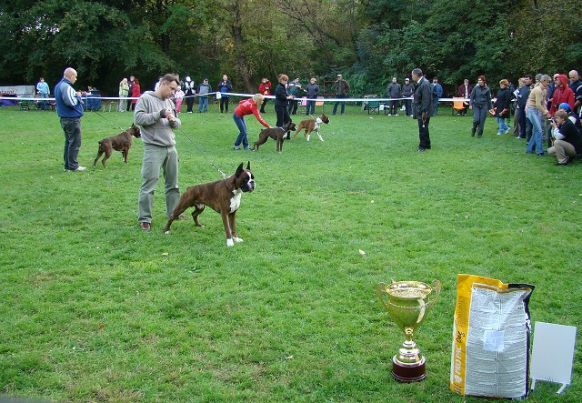 www.boxer-show.eu