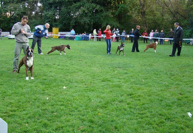 www.boxer-show.eu