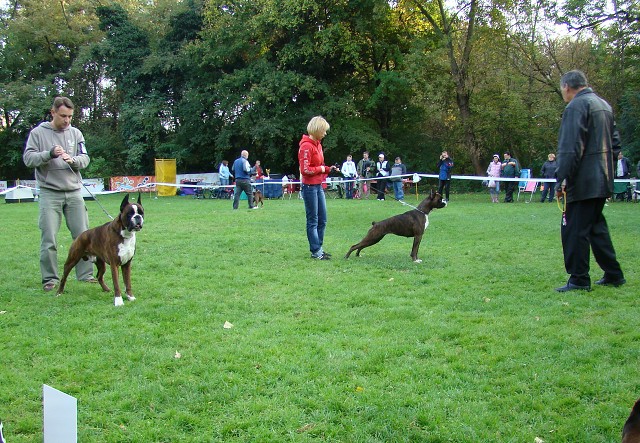 www.boxer-show.eu