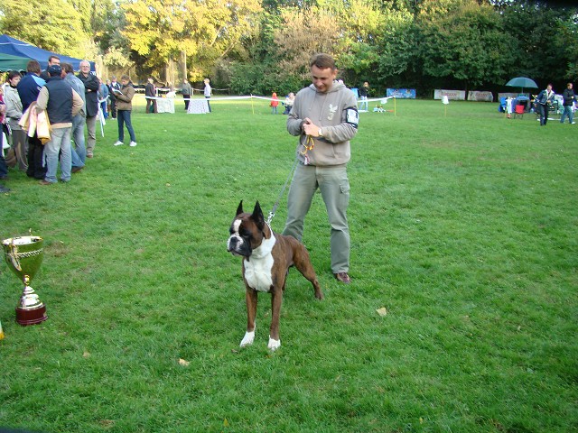 www.boxer-show.eu
