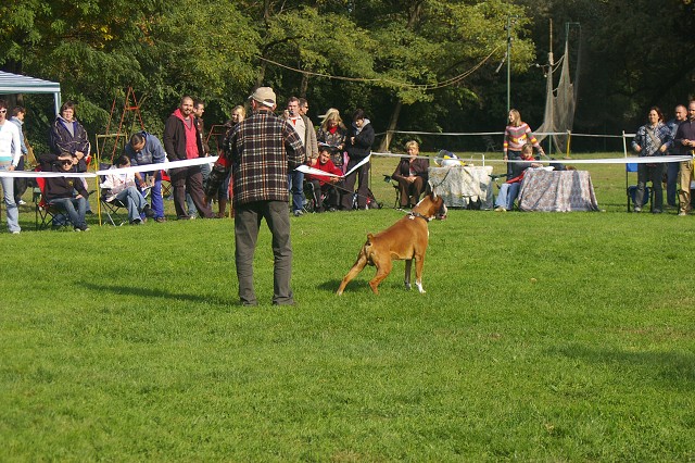 www.boxer-show.eu