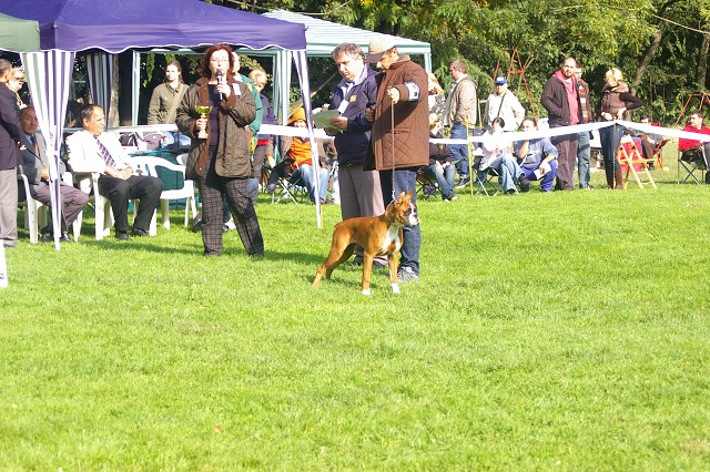 www.boxer-show.eu