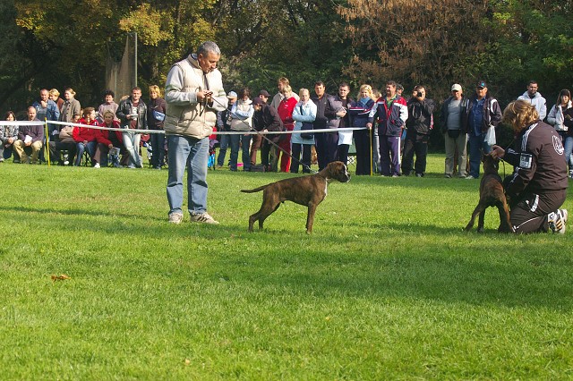 www.boxer-show.eu