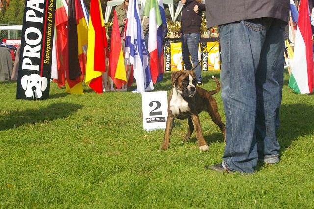 www.boxer-show.eu