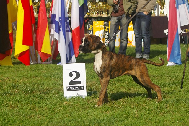 www.boxer-show.eu