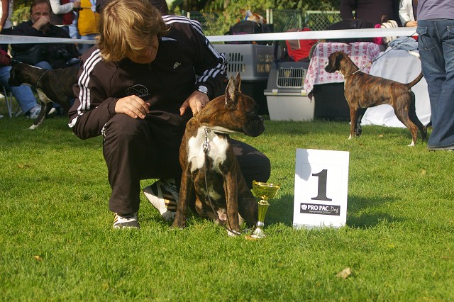 www.boxer-show.eu