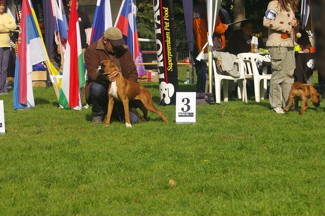 www.boxer-show.eu