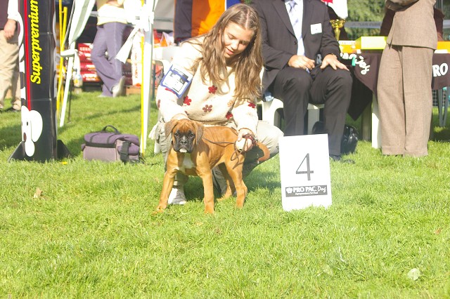 www.boxer-show.eu